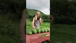 How to Tell When Your Watermelon is Ripe!