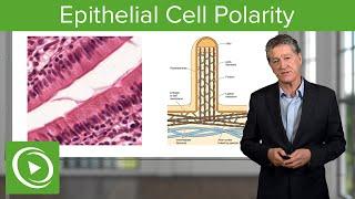 Epithelial Cell Polarity  – Histology | Lecturio