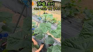 텃밭오이 내가 키우는 방법