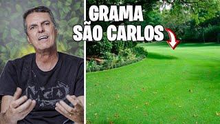 CUIDADOS, DICAS e CURIOSIDADES SOBRE a GRAMA SÃO CARLOS