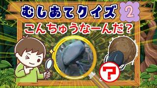 【こんちゅうクイズ】子供向け　むしあてクイズ2　insect quiz カナブン・ホタル・チョウ【実写動画】