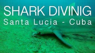 Shark diving Santa Lucia - Cuba - Nadieh & Peter