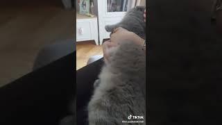 #коты #кот #приколы #шорт