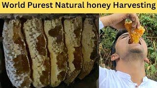 Wild Forest Honey Harvesting In Himalayas || Pure Wild Honey Online || Buy Wild Forest Honey