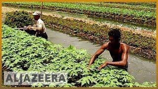 Floating farms in Bangladesh help farmers survive floods