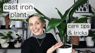 MY EASIEST PLANT | Cast Iron Plant Care