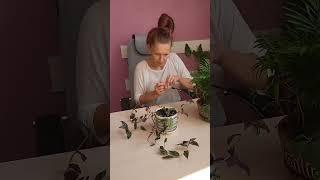 докапываюсь до своих растений #комнатныерастения #традесканция #вьюн#