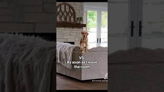 Pawty time #marley #dogsoftiktok #labs #funny #viral