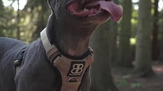 BullyBillows Premium Dog Harness