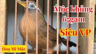 [ 16/ 11 ] yêu chim cảnh ️ HOẠ MI MỘC KHỦNG 67gam MẶT MỎ LÌ LỢM - Chim cao bằng. Ship TQ 0869777535