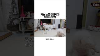 지능 높은 강아지가 말하는 방법 #강아지 #강아지훈련 #개