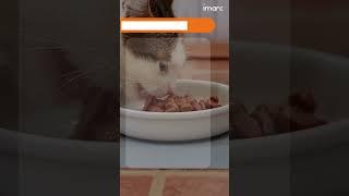 Cat Food Market Size, Share, Trends, and Forecast 2025-2033