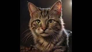 Earth Blue Planet Terra the Blue Planet Cat High Redshift Quasar1