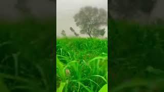 In the Heart of Green Fildes  Captured by Asad Ullah Khan Jadoon