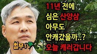 11년전에 심어놓은 산양삼 캐러갑니다. 과연 있을까요?