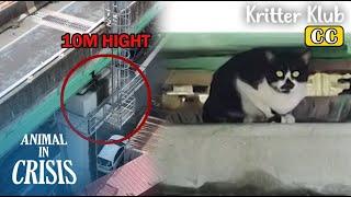 Cat Stuck On A 10M High Bridge Cries For Help l Animal in Crisis Ep 433