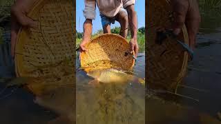 Wow Amazing Fishing Video. #fishing #viralvideoシ #viralfishing