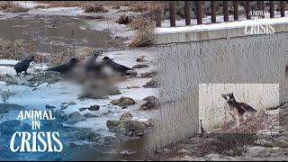 Death Trap! Animals Fell Into Waterway And Starve To Death l Animal in Crisis Ep 452