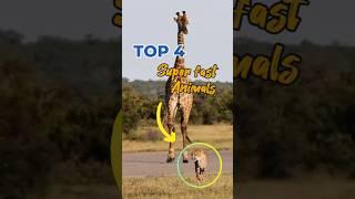 Top 4 Super fast Aminals #animals #top #top4 #facts #shorts