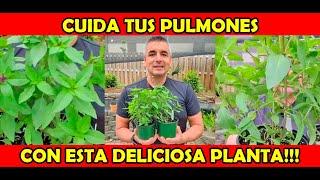 Planta para COMBATIR EL ASMA!!!