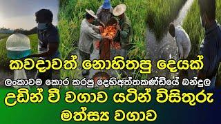 Integrated Rice and Fish Farming | කව්ද හිතුවෙ ලංකාවෙ මෙච්චර දක්ශයෝ ඉන්නව කියල | wije tv