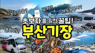 (부산 뚜벅이 여행 추천 코스!) 택시 말고 저렴이 타바라 버스 타고, 기장 한바퀴 돌기~타바라 이용 방법 | 연화리 | 스카이라인 루지 | 해동용궁사 | 공수마을 | 기장시장