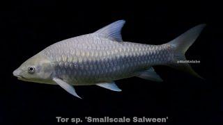 Tor sp. 'Smallscale Salween' @  Silverback Mahseer/Kelah Bulu Gajah (Myanmar)