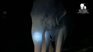 คืนนี้ปักหลักเฝ้าช้างคลอด | Patara Elephant Conservation