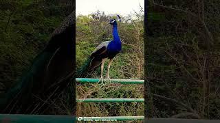  blue peacock  #peacock #naturesvoice #peacockbeauty #birds #talkingnature #danceshow #wildlife