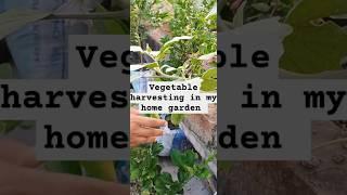 Vegetable harvesting in my home garden #garden #gardening #vegetables #homedecor