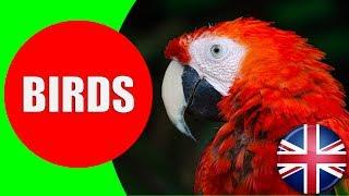 All About Birds for Kids - Birds Vocabulary for Children to Learn about Birds