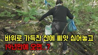 바위산에 19년 동안 산양삼 키우면 이렇게 자랍니다!!! (초보자들이 삼 찾는 법)