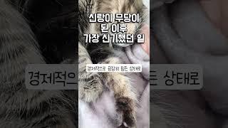 신랑이 무당 된 이후 가장 신기했던일  #점사 #점잘보는곳 #점잘보는곳 #무속인 #무속인