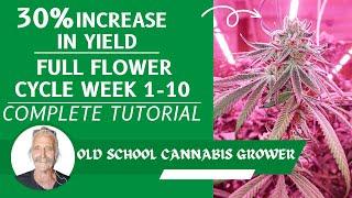 Rescue My Grow series 1| 30% YIELD INCREASE Full Cannabis Flower Stage Tutorial | Episode 11