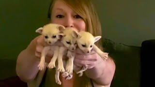 ANOTHER Baby Fennec Fox ANNOUNCEMENT!!! (AS PROMISED!)