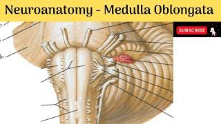 Medulla Oblongata | External Features | Internal features  | Blood Supply | Clinical correlations