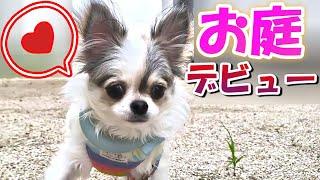 【チワワ】お迎えして４ヶ月・・ついにおうちのお庭デビュー‼『子犬』