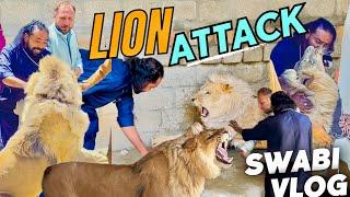 Simba Attack on me Swabi vlog with new lion Simba | Shero ka badshah