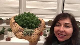 The Easiest Succulents to Take Care of! My Haworthia Collection and Tips for Haworthia Care.