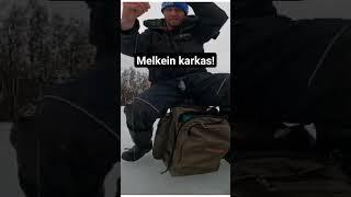 Melkein pääsi siika karkaan!  #kalastus #pilkkiminen #whitefish #kevat