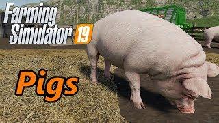 Farming Simulator 19 Tutorial | Pigs