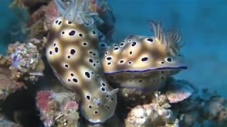 Apo Reef - Coron, Filipinas (P/Y Atlantis Azores)