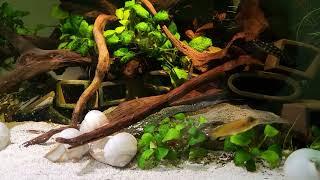 rimless paludarium community aquarium