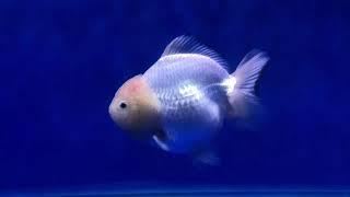 悠悠水族精品金魚_特級短尾獅！(13-14cm)