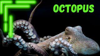 The Secret Life of Octopuses (Visual Exploration)