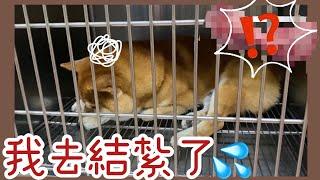 【柴犬呆萌】六歲公狗結紮日記 蛋蛋的哀傷 痛到狂叫不敢動 全家都後悔了⋯