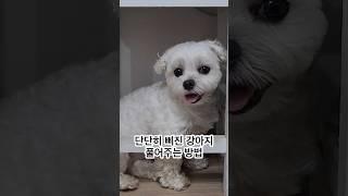 단단히 삐진 강아지 기분 풀어주는 방법??! 간식이면 오케이??