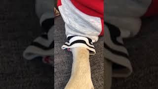 Wait for it - Shaq The Pug #Shorts