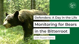 Defenders: A Day in the Life - Monitoring for Bears in the Bitterroot