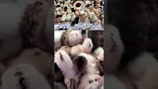 How to Raise Baby Chicks | Tips for Chicks Care | Brooding | Dr. ARSHAD